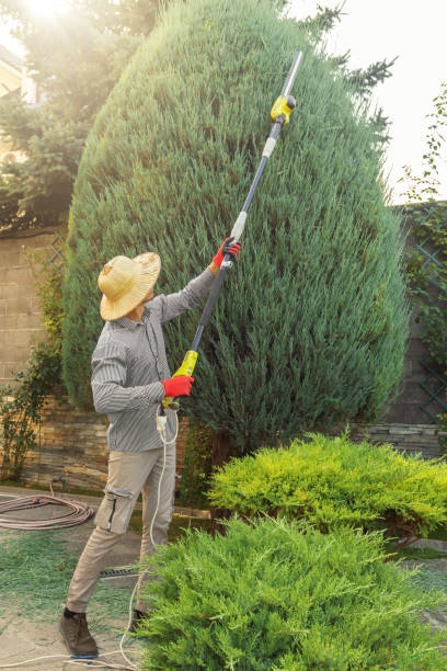 Trusted Beatrice, NE Tree Removal and Landscaping Services Experts